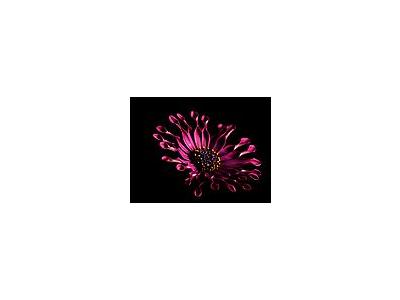 Photo Small Pink Whirls Daisy Flower