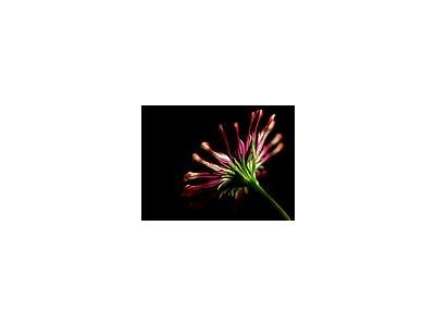 Photo Small Pink Whirls Daisy 2 Flower