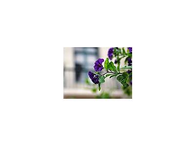 Photo Small Purple Flowers Flower