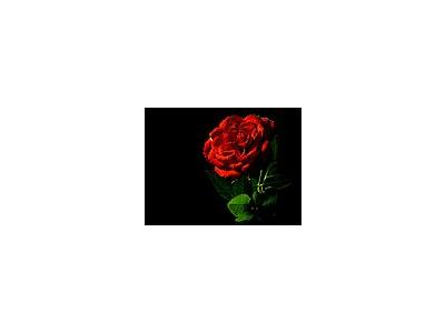 Photo Small Red Rose Flower