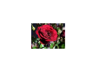 Photo Small Rose Flower