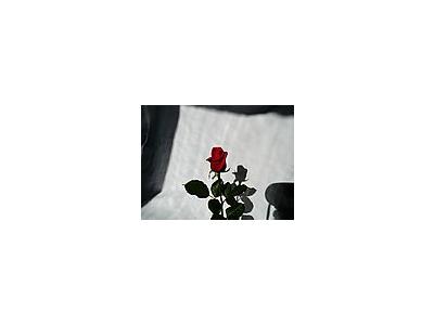 Photo Small Rose 2 Flower