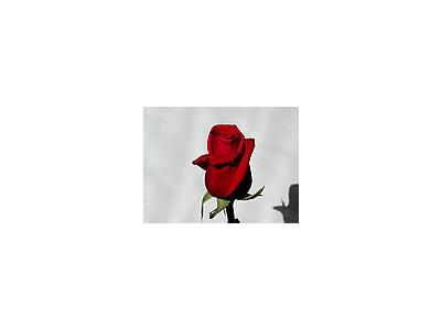 Photo Small Rose 3 Flower