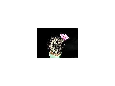 Photo Small Cactus 38 Flower