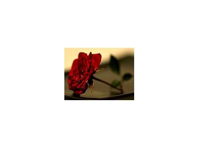 Photo Small Red Rose 2 Flower