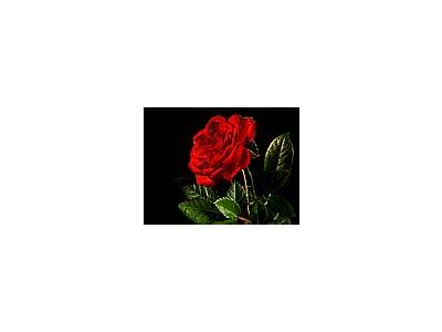 Photo Small Red Rose 3 Flower