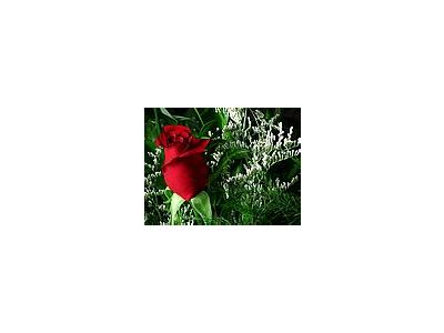 Photo Small Red Rose 4 Flower