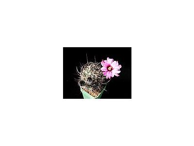 Photo Small Cactus 39 Flower