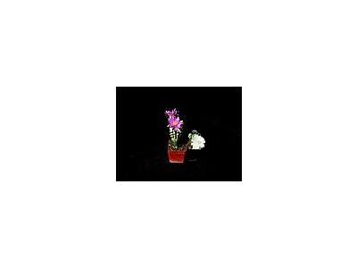 Photo Small Cactus 4 Flower