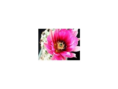 Photo Small Cactus 41 Flower