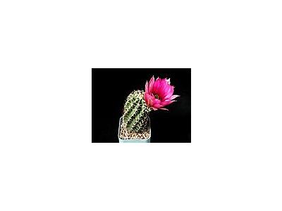 Photo Small Cactus 42 Flower