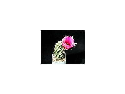 Photo Small Cactus 43 Flower