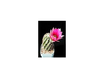 Photo Small Cactus 44 Flower