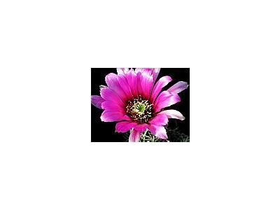 Photo Small Cactus 45 Flower