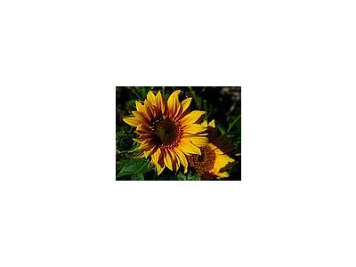 Photo Small Sunflowers Flower