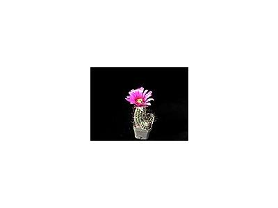 Photo Small Cactus 49 Flower