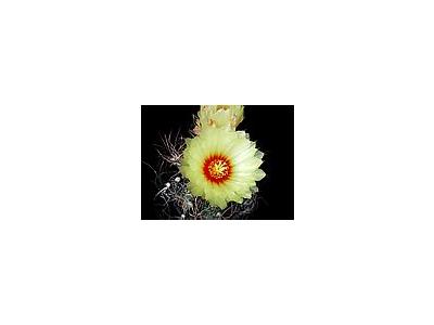 Photo Small Cactus 5 Flower