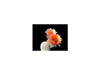 Photo Small Cactus 52 Flower