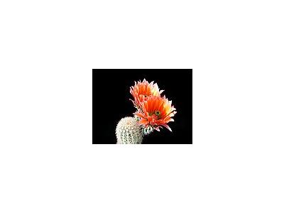 Photo Small Cactus 53 Flower