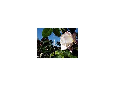 Photo Small White Rose Flower