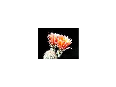Photo Small Cactus 54 Flower