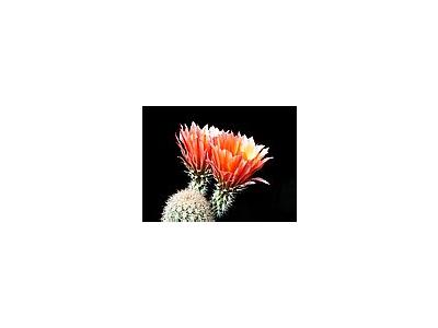 Photo Small Cactus 55 Flower