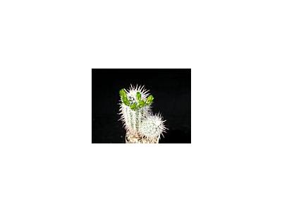 Photo Small Cactus 56 Flower