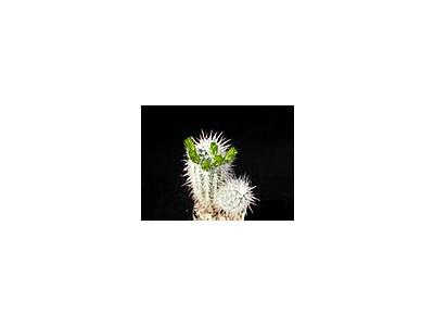 Photo Small Cactus 57 Flower