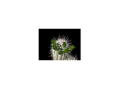 Photo Small Cactus 60 Flower