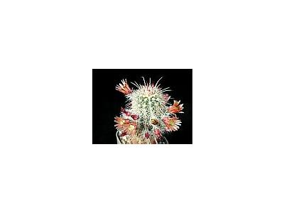 Photo Small Cactus 62 Flower