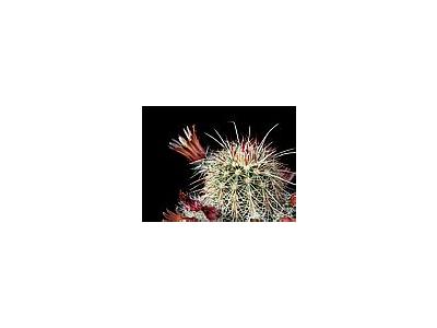 Photo Small Cactus 65 Flower