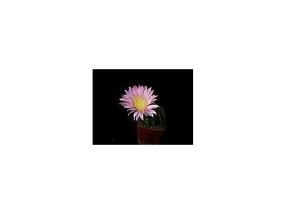 Photo Small Cactus 68 Flower