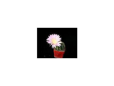 Photo Small Cactus 69 Flower