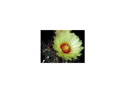 Photo Small Cactus 7 Flower