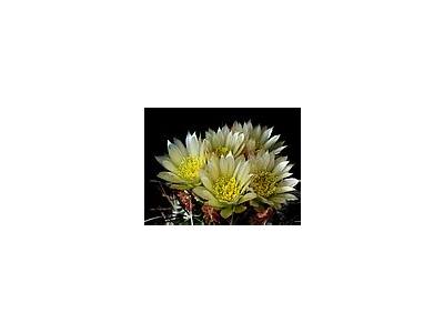 Photo Small Cactus 72 Flower