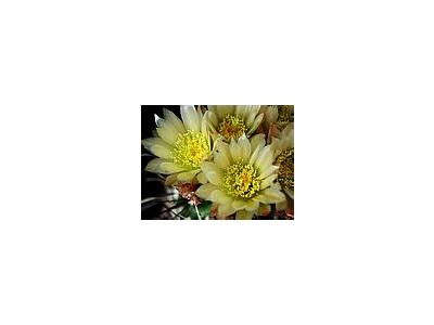 Photo Small Cactus 73 Flower