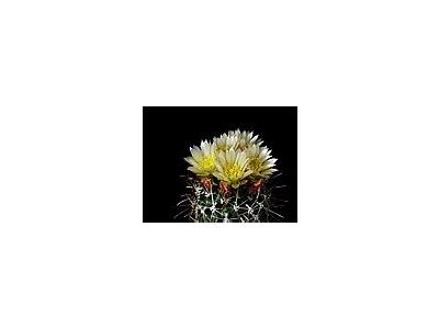 Photo Small Cactus 74 Flower