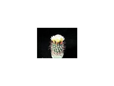 Photo Small Cactus 75 Flower