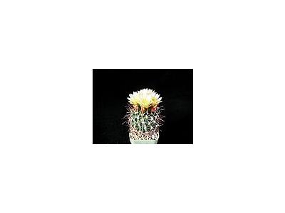 Photo Small Cactus 76 Flower
