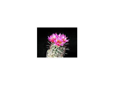 Photo Small Cactus 78 Flower