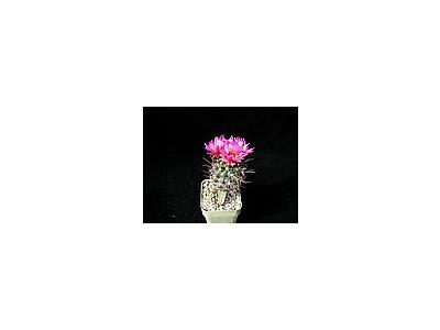 Photo Small Cactus 79 Flower
