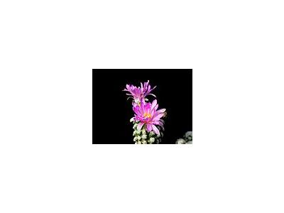 Photo Small Cactus 8 Flower