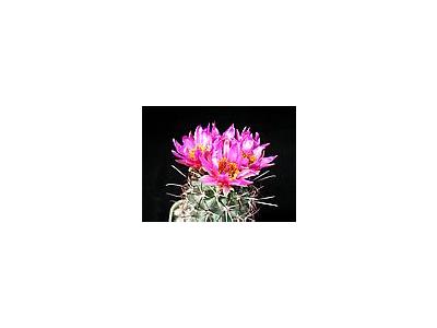 Photo Small Cactus 81 Flower