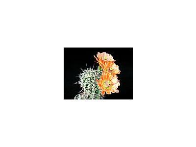 Photo Small Cactus 84 Flower