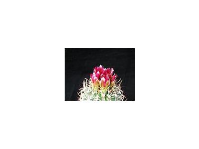 Photo Small Cactus 89 Flower