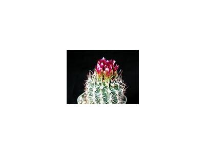 Photo Small Cactus 91 Flower