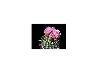 Photo Small Cactus 93 Flower