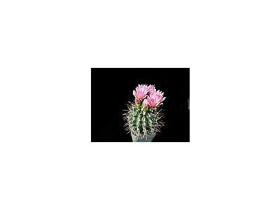 Photo Small Cactus 94 Flower