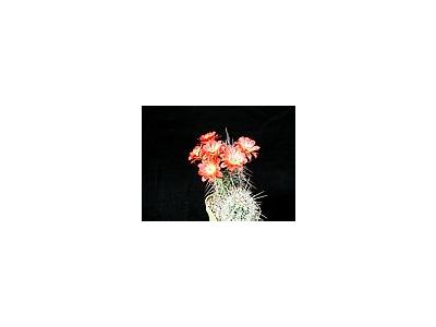 Photo Small Cactus 98 Flower