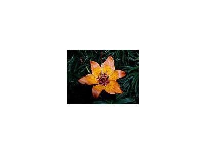 Photo Small Lily 4 Flower